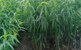 晚熟桃树苗品种推荐，以下几种具有发展潜力