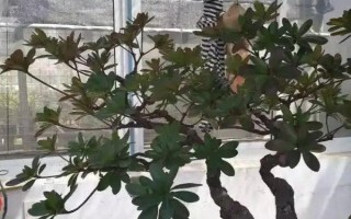 迎红杜鹃怎么繁殖，以种子繁殖、扦插繁殖、嫩枝繁殖为主