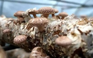 如何预防香菇畸形，需因地制宜选用合适的品种