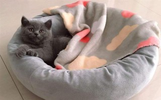 犬猫上呼吸道感染怎么治疗和护理，根据引发原因采取不同的解决措施