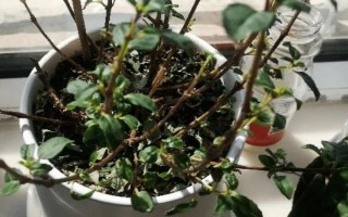 倒挂金钟怎么扦插，对枝条消毒后再插入沙中并覆膜