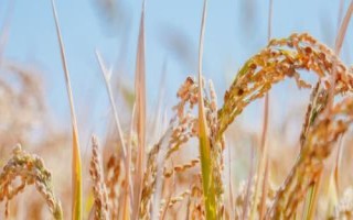 常农粳16号水稻种简介,每亩栽插1.8万穴