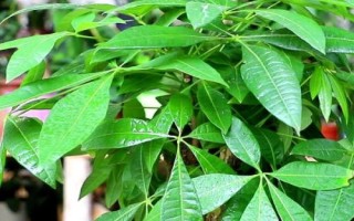 发财树的养殖要点，每隔3-5天要对叶片喷一次水