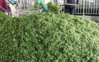 肉牛的食欲差怎么办，第一反应就应该是驱虫