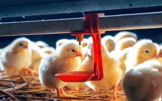 小鸡苗的养殖方法，雏鸡苗一定要注意保温
