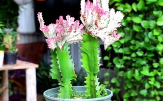 龙骨花怎么养殖，春秋季节每隔1-2周浇一次水