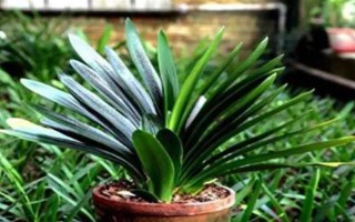 君子兰不长新叶怎么处理,需更换土壤、修剪烂根等