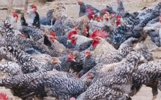 芦花鸡的养殖温度，不同的生长时期的养殖温度不同