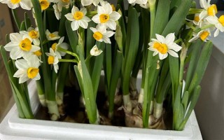 水仙花一直长高不开花的原因，可能是缺少光照或养分不足所致