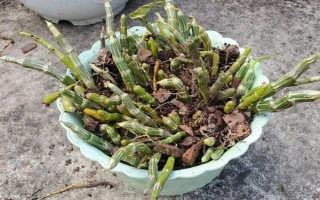 玫瑰石斛怎么养殖，生长期每隔10-14天浇一次水