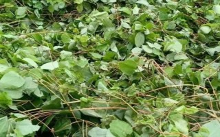 淫羊藿的种植时间，一般为6月中旬左右