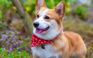 狗狗发烧后的症状，会出现精神沉郁、食欲下降、体温上升等现象