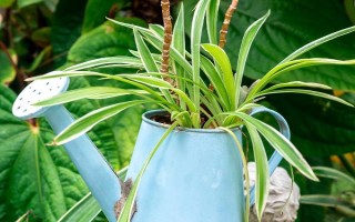 金边吊兰怎么养殖，需提供全天的散射光照