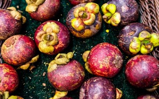 山竹长在哪里，是长在树上的