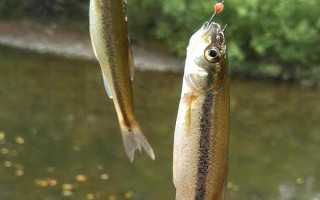 柳根鱼是什么鱼,是拉氏鱥、湖鱥和真鱥的统称