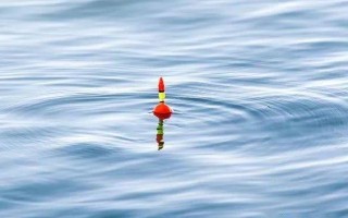 鳙鱼爱吃什么味型的食物，喜欢吃臭味、酸味和腥味的食物