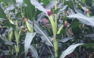 蠡玉26玉米种子介绍,平均生育期117.9天