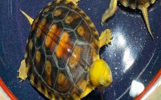 如何用鱼缸饲养金头龟，需将水温保持在20-30℃