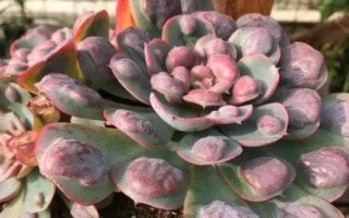 雨滴瘤子消失了怎么养回来，要及时为植株补充光照