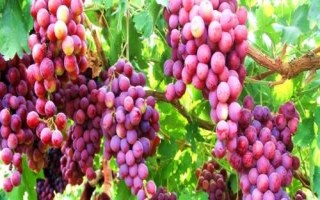 甘肃省酒泉市的特产水果，包括瓜州蜜瓜、瓜州西瓜等种类