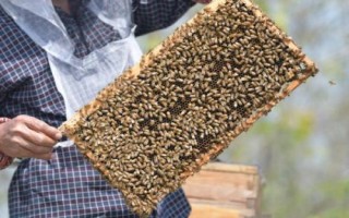 新手养蜂禁忌，根据习性管理蜂群