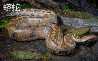 蟒蛇是胎生还是卵生，蟒蛇是卵生动物