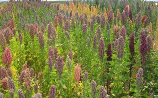 种植藜麦的前景，当前市场需求大前景可观