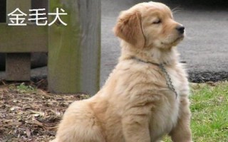 金毛犬和拉布拉多的区别,从外观、性情、服从性、运动量都不同