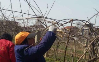 家庭种植的葡萄树怎么修剪，最好在冬季修剪