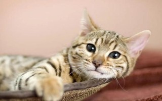 猫咪口吐白沫怎么办,先检查原因再对症下药