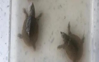 甲鱼的孵化温度，以33℃左右为宜