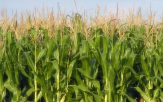 铁研358玉米品种的特性，中等肥力以上地块栽培