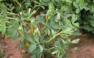怎么防治花生青枯病，要进行水旱轮作、发现病株需拔除并烧毁