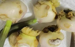 水培的郁金香能改为土培吗，消毒处理后即可改为土培