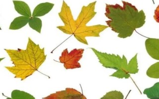 树叶形状有哪些，不同植物的树叶形状不同