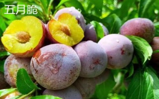 嘉庆子的简介，是指李子具有酸甜的味道