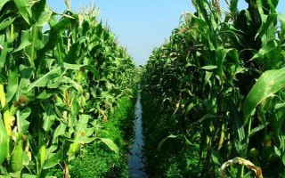 成单90玉米品种的特性，中抗大斑病