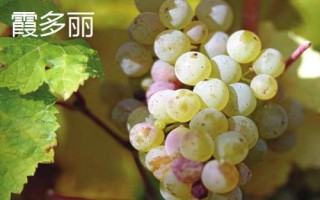 绿色葡萄品种,包括碧香无核、阳光玫瑰、绿玫瑰等类型