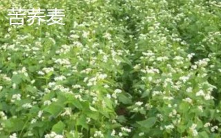 荞麦和苦荞麦有什么区别,颜色、口感和外形均不同