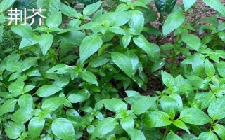 罗勒和荆芥的区别，叶片、味道和叶柄均不同