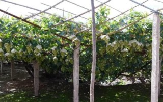 葡萄如何搭架，首先要注意支架的牢固性