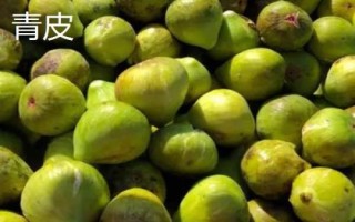 无花果树适合嫁接哪些树种,以波姬红和波尔多品种为宜