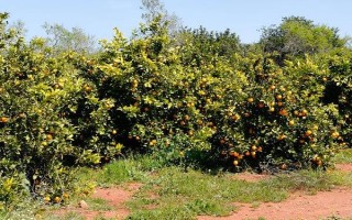 橙子优质丰产的条件，需要合理的温度、土壤和光照