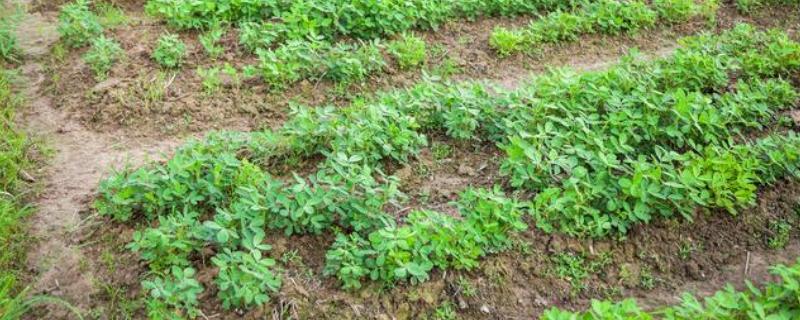 提高花生产量的方法，需轮作换茬、巧施肥料等