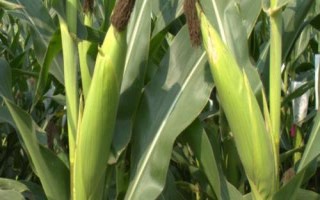 H618玉米种子特征特性,密度4000株/亩左右