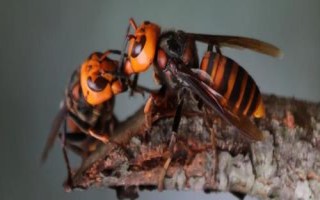 世界上最毒的蜂排名,这10种蜂千万不能惹