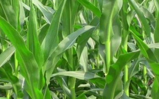 金香甜糯228玉米种子特征特性，每亩施15～20公斤尿素