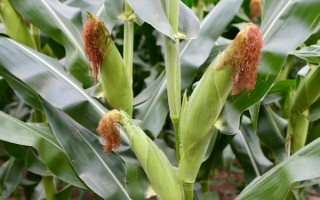 金诚12玉米种子介绍，适宜播期为6月中旬