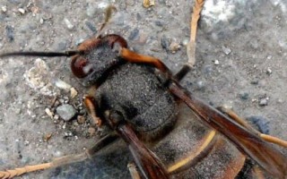 中国大虎头蜂的毒性强吗，毒性极强