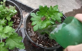 菊花脱叶黄叶怎么办,要做好浇水、喷施叶面肥等工作